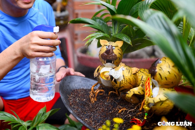 bonsai dua tao hinh ho gia tien trieu dong van chay hang dip tet hinh 8