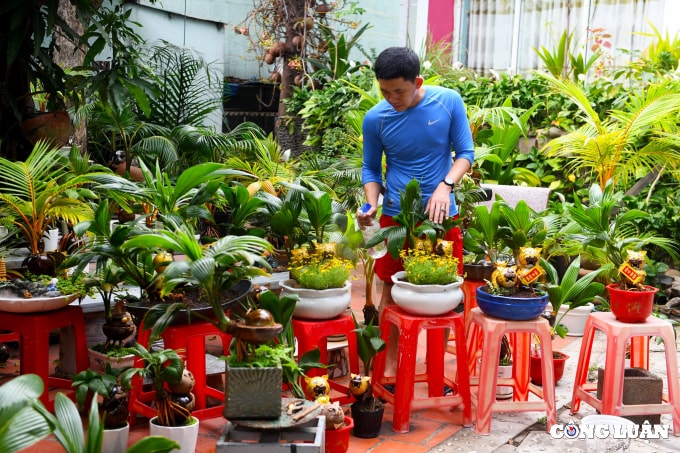 bonsai dua tao hinh ho gia tien trieu dong van chay hang dip tet hinh 3