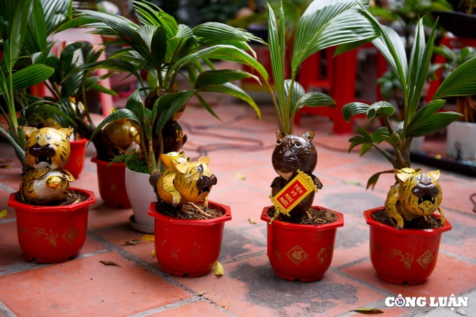 bonsai dua tao hinh ho gia tien trieu dong van chay hang dip tet hinh 7