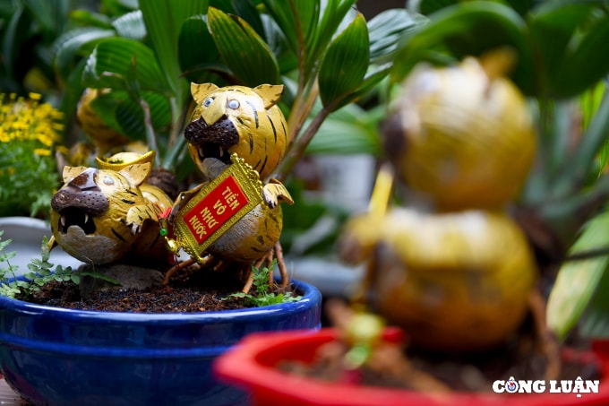 bonsai dua tao hinh ho gia tien trieu dong van chay hang dip tet hinh 9