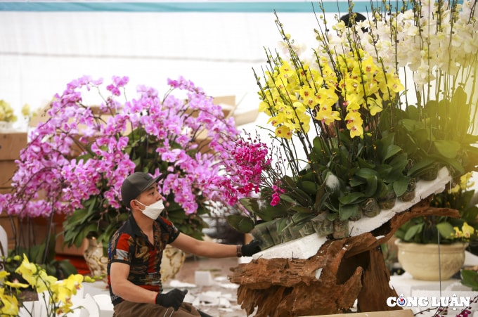 ha noi cam hoa lan ho diep kiem hon 3 trieu moi ngay trong dip tet hinh 4