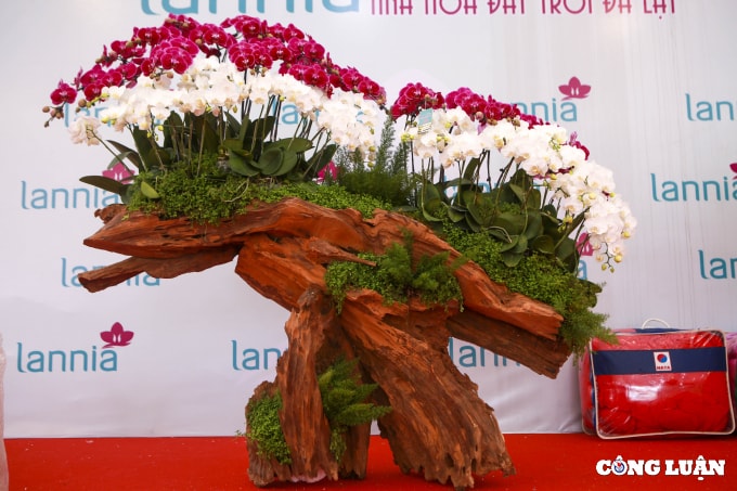 ha noi cam hoa lan ho diep kiem hon 3 trieu moi ngay trong dip tet hinh 7