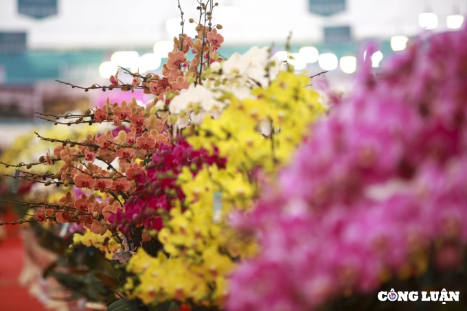 ha noi cam hoa lan ho diep kiem hon 3 trieu moi ngay trong dip tet hinh 12