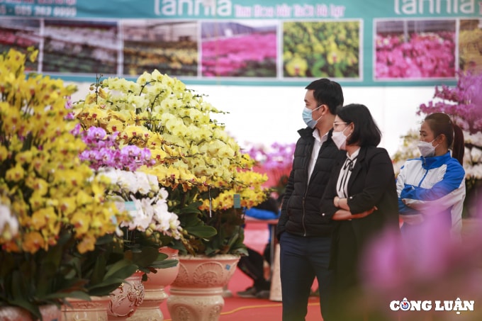 ha noi cam hoa lan ho diep kiem hon 3 trieu moi ngay trong dip tet hinh 10
