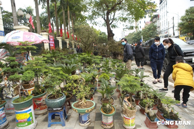 doc dao van tue bonsai mini gia tien trieu xuong pho phuc vu tet nguyen dan hinh 1