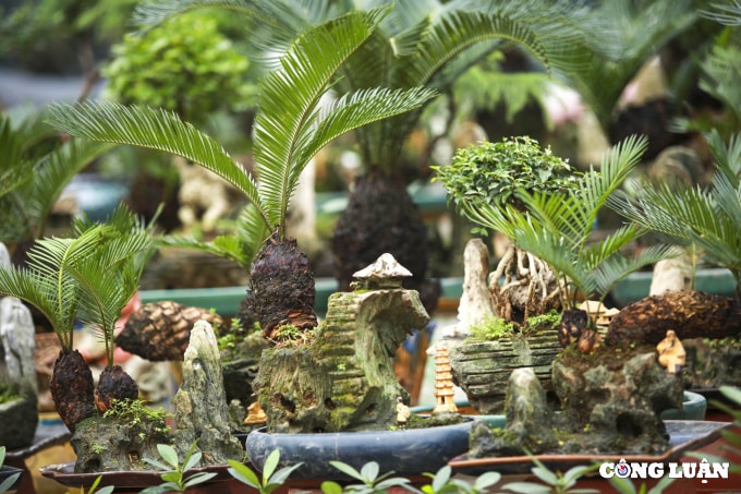 doc dao van tue bonsai mini gia tien trieu xuong pho phuc vu tet nguyen dan hinh 8