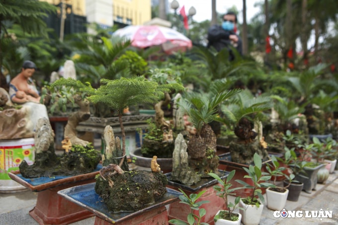 doc dao van tue bonsai mini gia tien trieu xuong pho phuc vu tet nguyen dan hinh 2