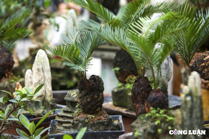 doc dao van tue bonsai mini gia tien trieu xuong pho phuc vu tet nguyen dan hinh 7