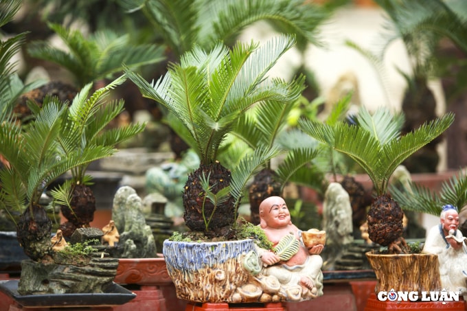 doc dao van tue bonsai mini gia tien trieu xuong pho phuc vu tet nguyen dan hinh 9