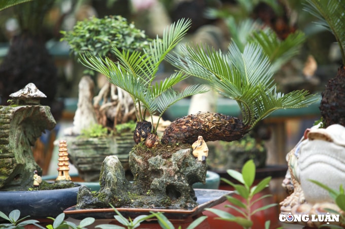 doc dao van tue bonsai mini gia tien trieu xuong pho phuc vu tet nguyen dan hinh 6
