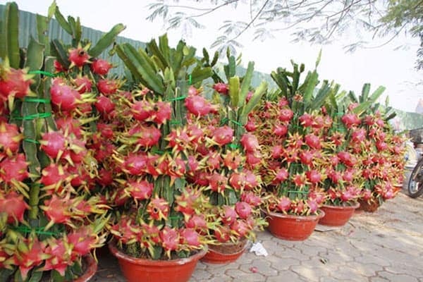 su khac biet giua tet viet xua va tet viet nay hinh 6