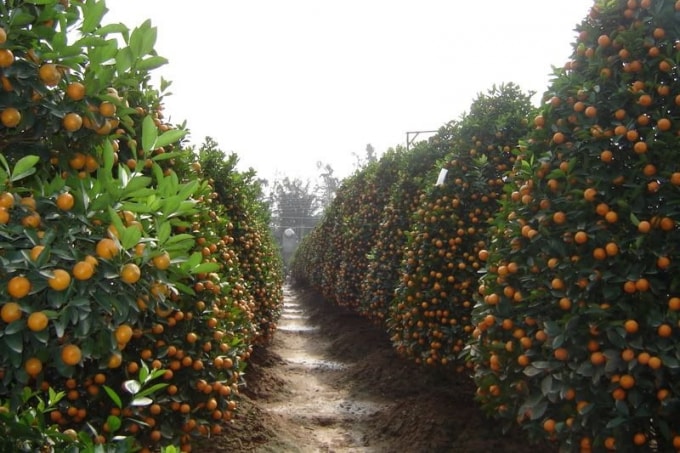 10 lang nghe o ha noi nghe ten la thay tet ve hinh 10