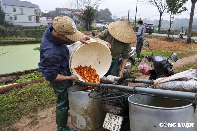 gia ca chep do tang gap doi dan lang thuy tram hoi ha xuong ao bat ca hinh 11