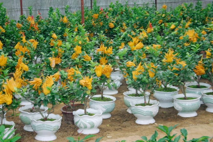 nhung loai cay hoa thuong duoc nguoi viet chung vao dip tet hinh 11