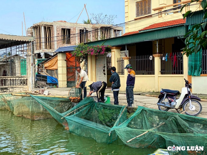 lang nuoi ca chep do hut khach nhat thanh hoa hinh 1