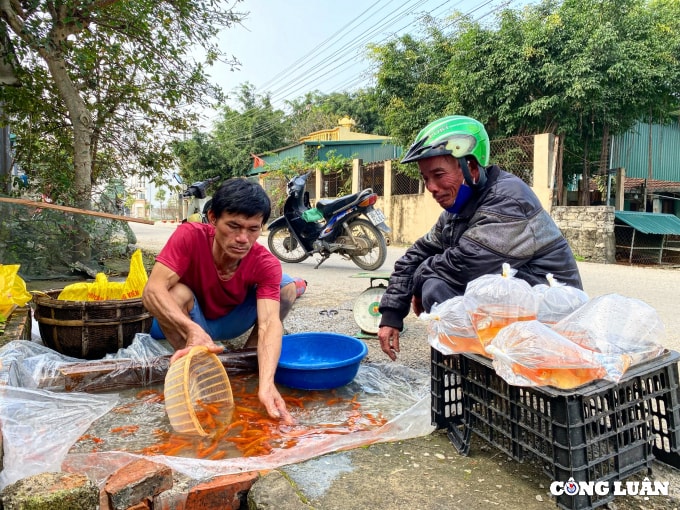 lang nuoi ca chep do hut khach nhat thanh hoa hinh 2