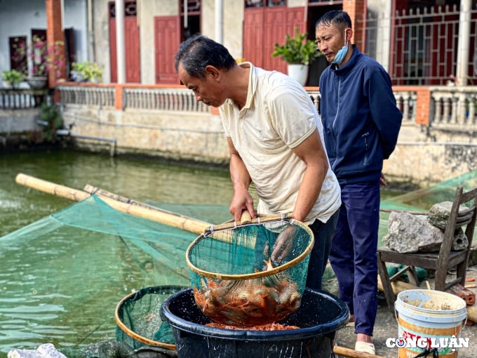 lang nuoi ca chep do hut khach nhat thanh hoa hinh 3