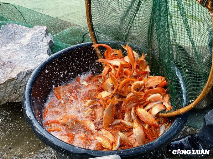 lang nuoi ca chep do hut khach nhat thanh hoa hinh 4