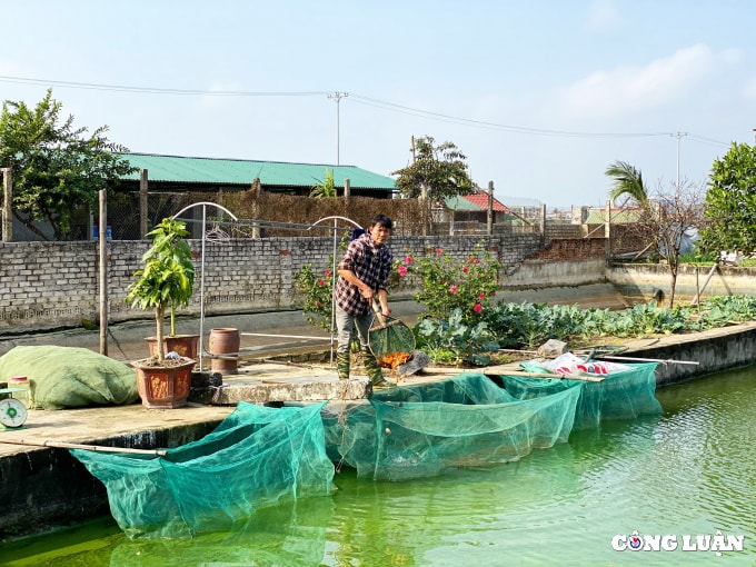 lang nuoi ca chep do hut khach nhat thanh hoa hinh 5