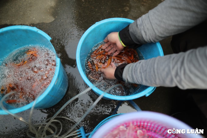 ron rang tha ca phong sanh tien ong cong ong tao ve troi hinh 3