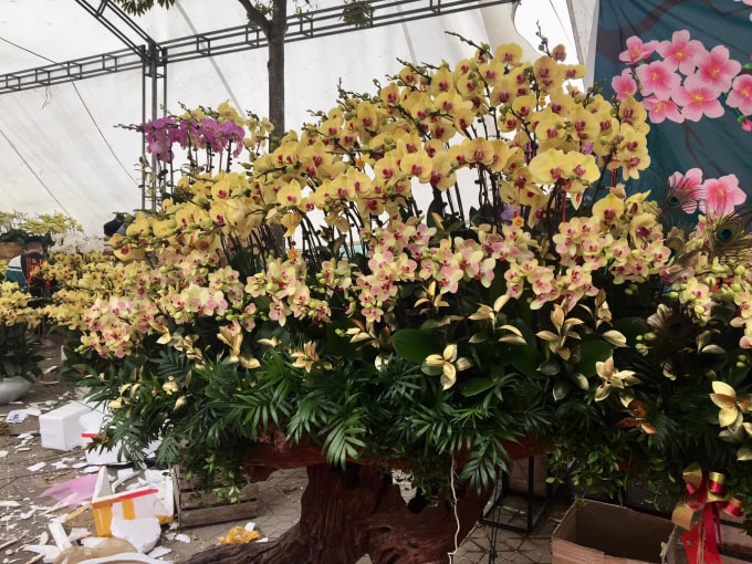 ruc ro cho hoa xuan bien gioi lao cai hinh 1