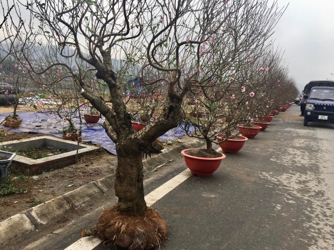 ruc ro cho hoa xuan bien gioi lao cai hinh 3