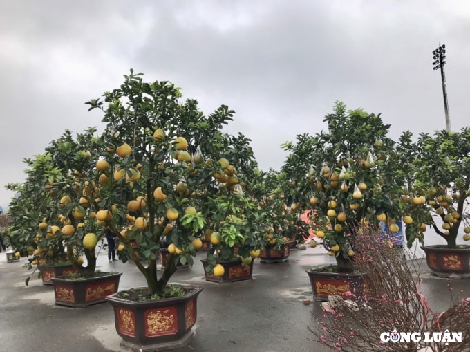 dao rung xuong pho sale sap san van vang khach mua hinh 6