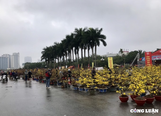 dao rung xuong pho sale sap san van vang khach mua hinh 8