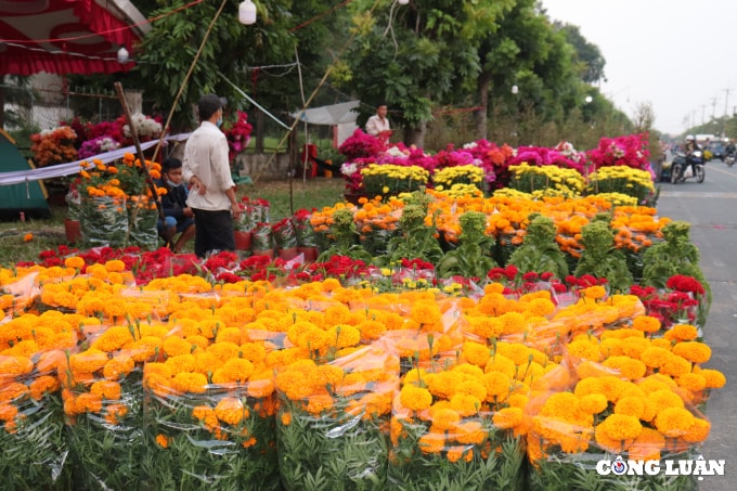 cho hoa xuan vinh loc lon nhat vung ngoai thanh tp hcm bat dau nhon nhip hinh 2