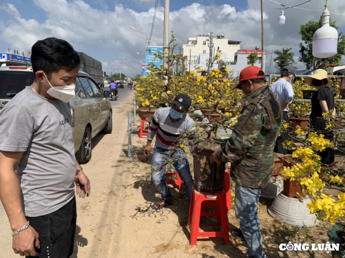 thu phu hoa mai vang duoc gia khan hang hinh 4