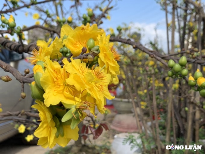 thu phu hoa mai vang duoc gia khan hang hinh 5