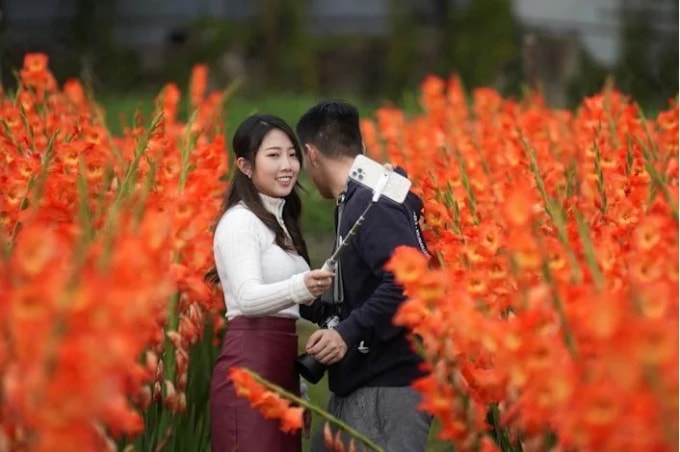 nong dan hong kong dau xot nho bo hoa vi khong ban duoc trong dip tet hinh 3