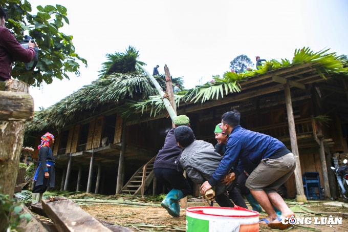 doc dao lop mai la co vung cao tay bac hinh 6