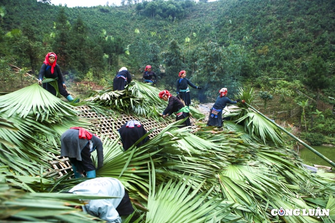 doc dao lop mai la co vung cao tay bac hinh 7