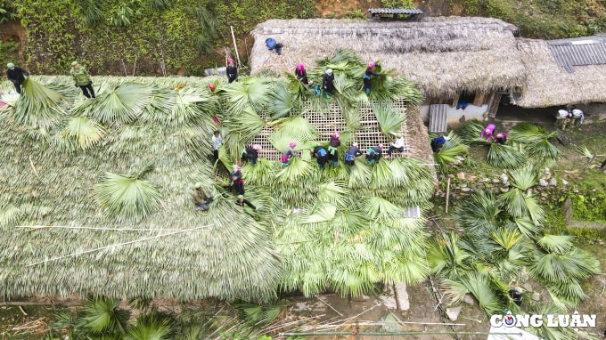 doc dao lop mai la co vung cao tay bac hinh 3
