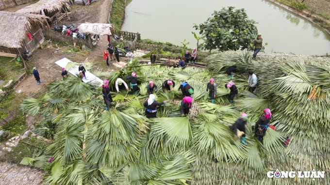 doc dao lop mai la co vung cao tay bac hinh 2