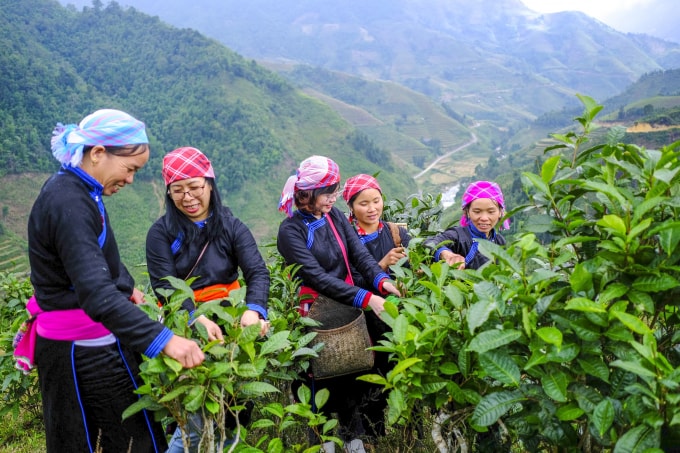 doc dao che ong lam gac bep vung cao bac ha hinh 1