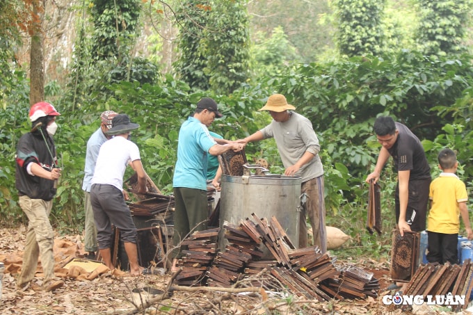 mua quay mat dau xuan o dak lak hinh 1