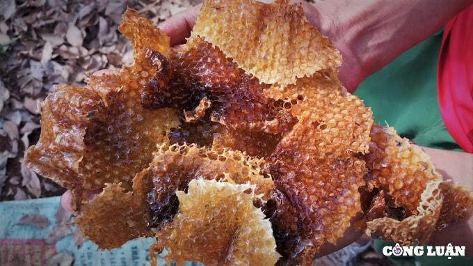 mua quay mat dau xuan o dak lak hinh 5