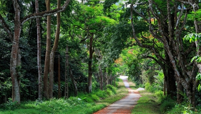nhung khu rung nguyen sinh dep me man tai viet nam hinh 2
