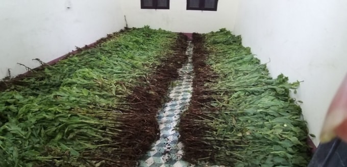 phat hien pha nho tieu huy hon 8000 cay thuoc phien o cao bang hinh 2