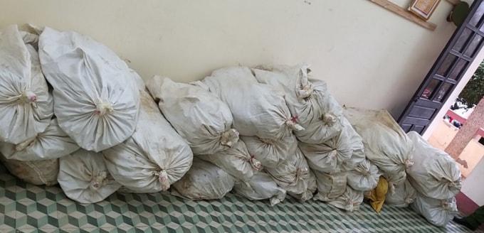 phat hien pha nho tieu huy hon 8000 cay thuoc phien o cao bang hinh 3