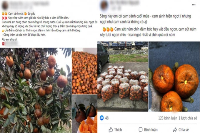 nhu cau tieu thu tang dot bien gia cam tren thi truong tang manh hinh 2
