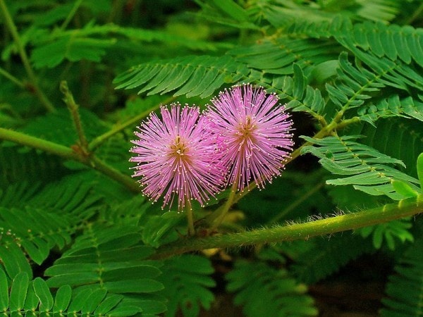 cac bai thuoc dan gian tri dau dau mat ngu hau covid hinh 3