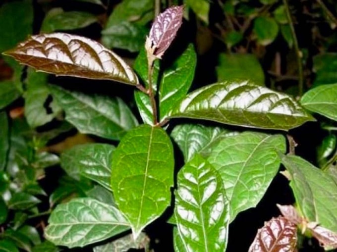 cac bai thuoc dan gian tri dau dau mat ngu hau covid hinh 7