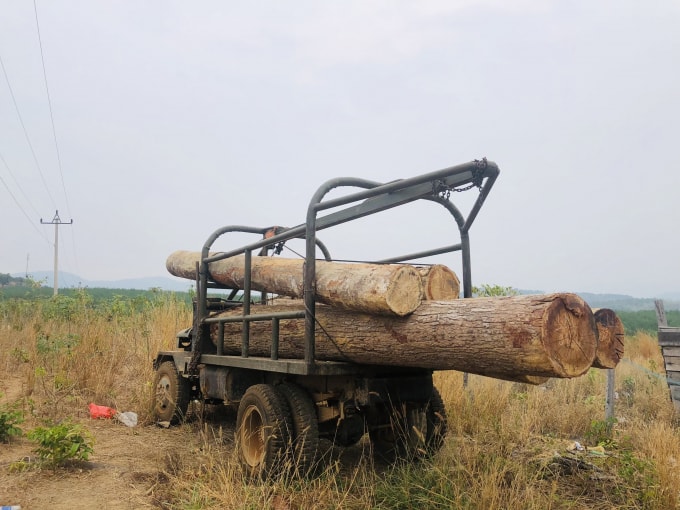 kon tum bat xe bo vang van chuyen go lau tren dong se san hinh 1
