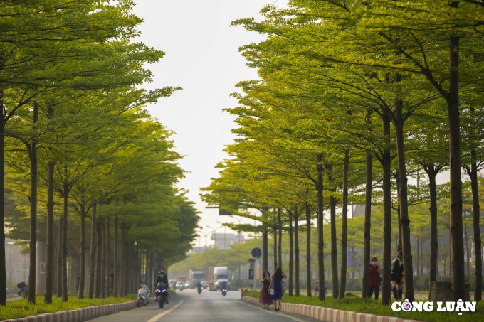 can canh hang cay bang dai loan dang gay sot o ha noi hinh 4