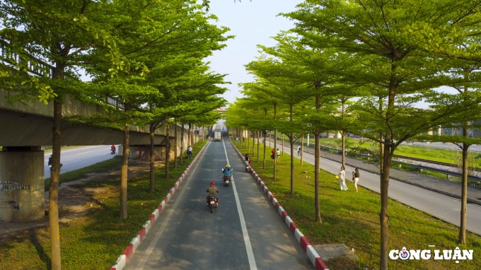 can canh hang cay bang dai loan dang gay sot o ha noi hinh 3