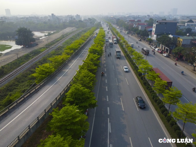 can canh hang cay bang dai loan dang gay sot o ha noi hinh 13