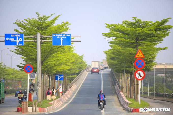 can canh hang cay bang dai loan dang gay sot o ha noi hinh 2